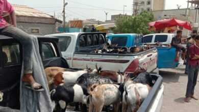 صيادو الحديدة يسيرون قافلة مواشي وأغنام دعما للمرابطين في الجبهات