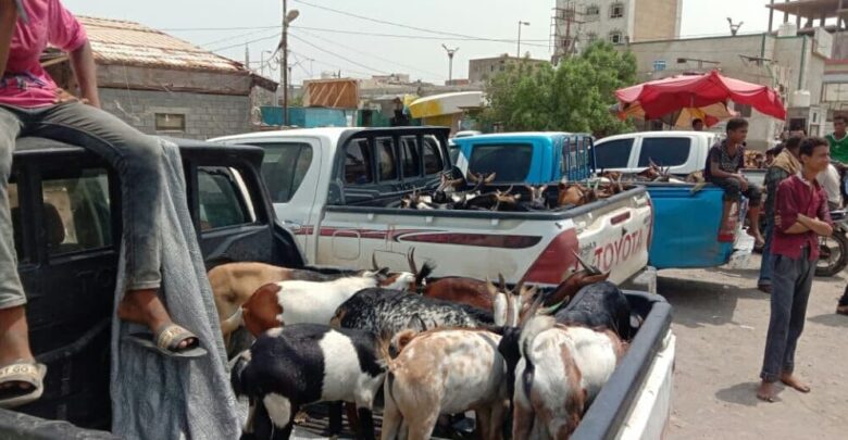 صيادو الحديدة يسيرون قافلة مواشي وأغنام دعما للمرابطين في الجبهات