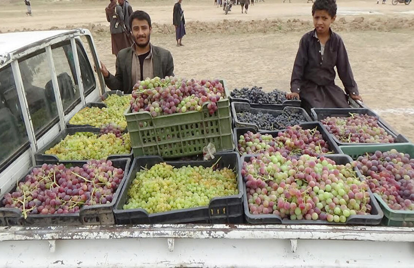 القطاع التربوي بصنعاء يقدّم قافلة عنب للمرابطين في جبهة مأرب